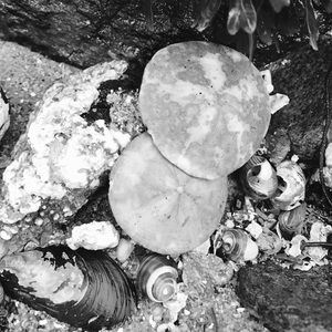 Meet your Posher, Bailey